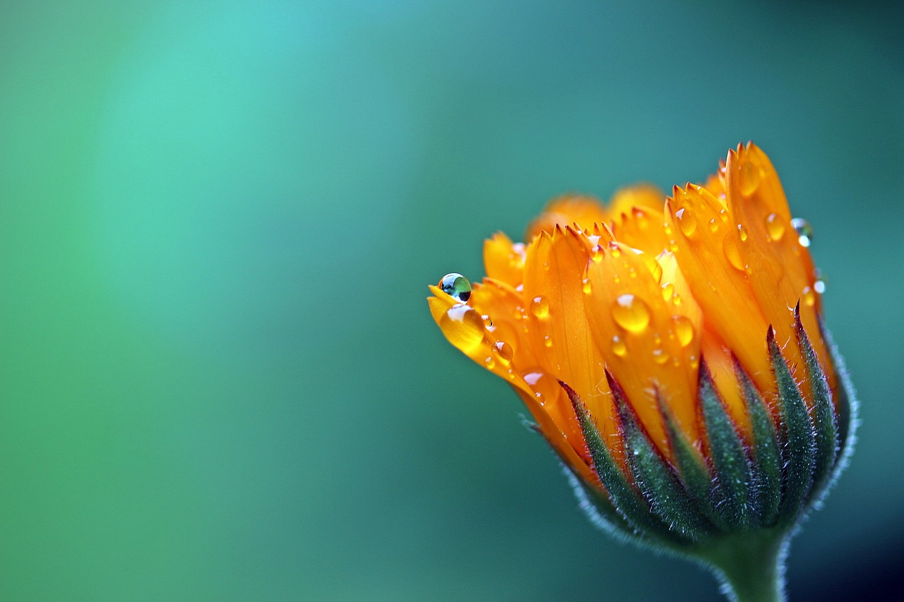 Image - marigold calendula orange blossom