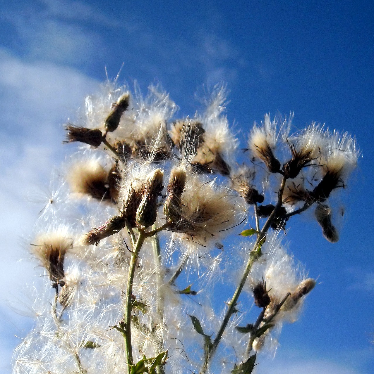 Image - grass wild flora fields france