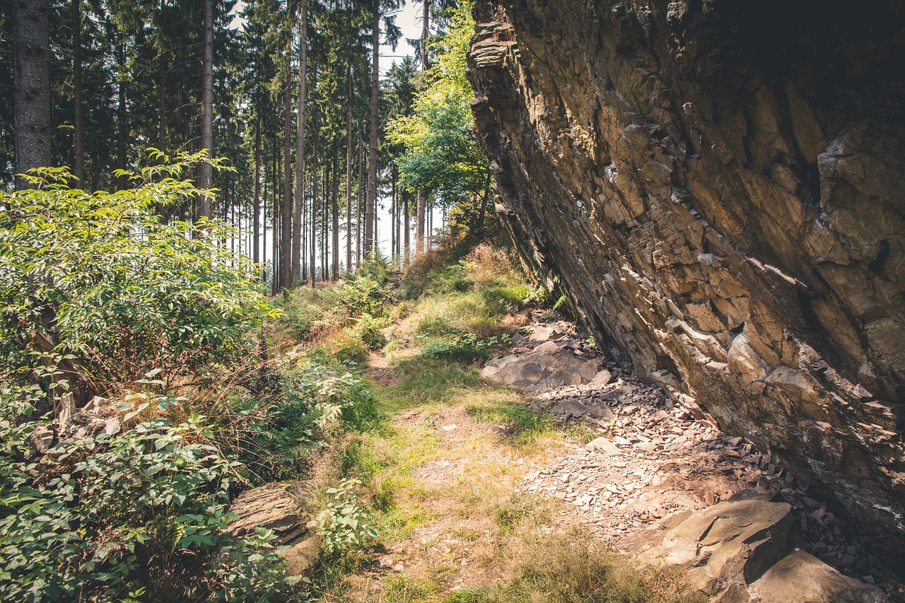 Image - rock forest path forest nature