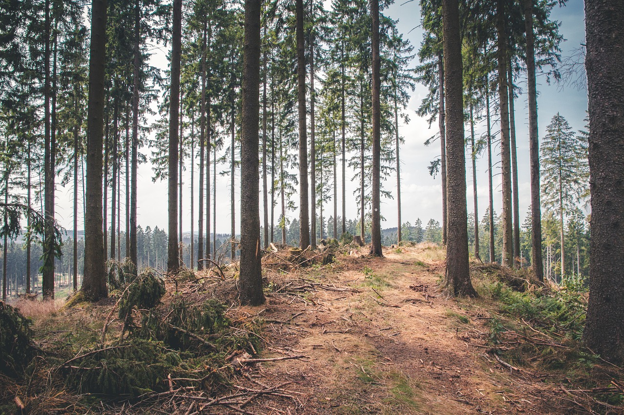 Image - forest nature trees outdoor away