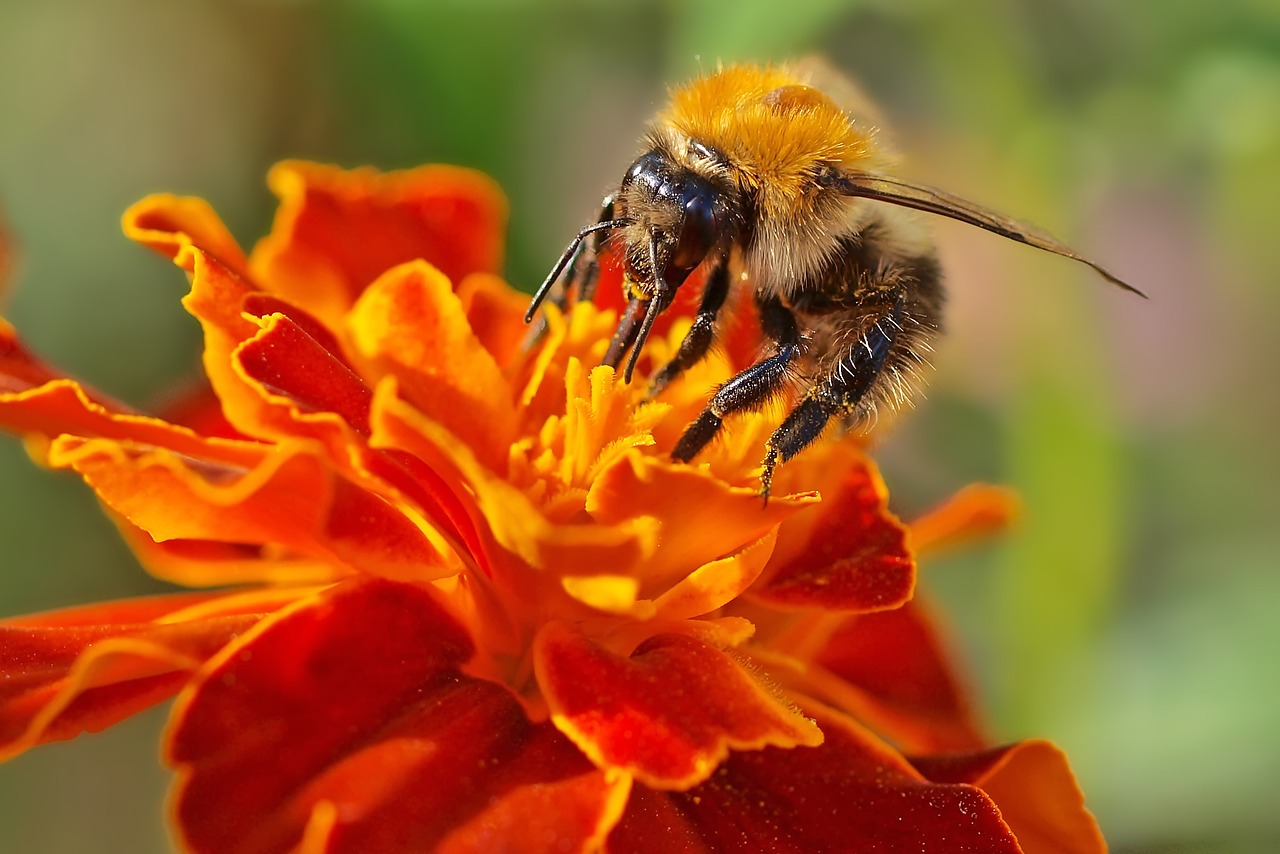 Image - insect plant nature