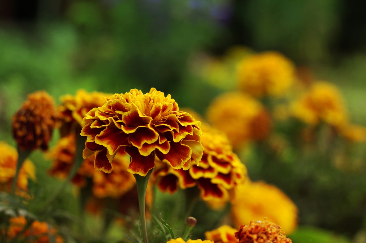 Image - marigolds flower summer spring