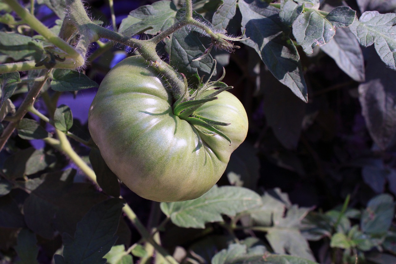 Image - tomato ripening plant garden