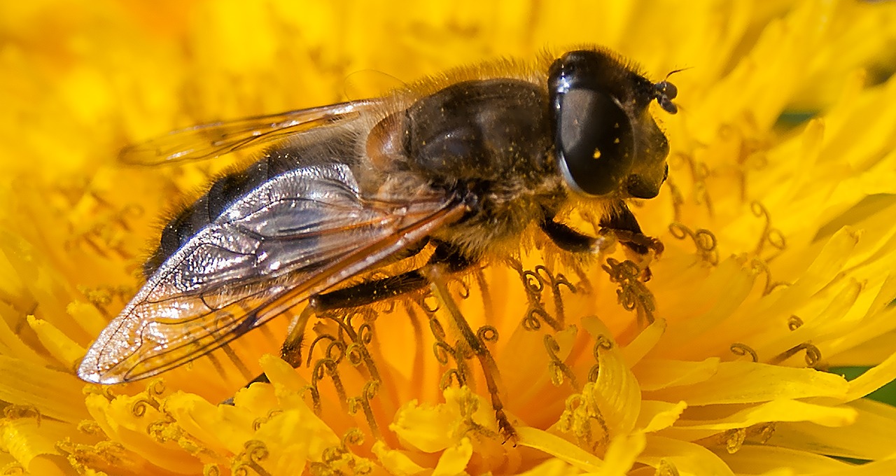 Image - bee flower flowers bug yellow