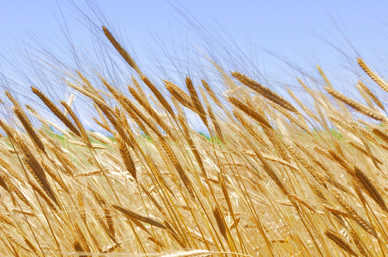 Image - einkorn wheat cereals grain