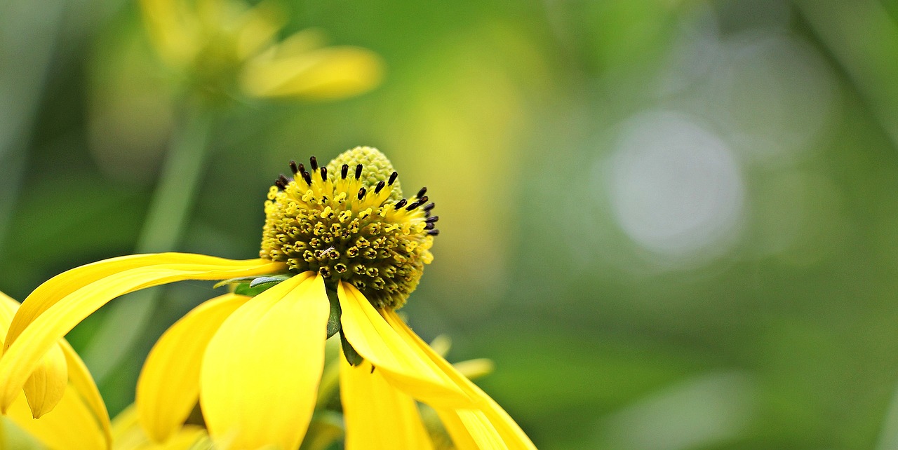 Image - sun brews flower blossom bloom