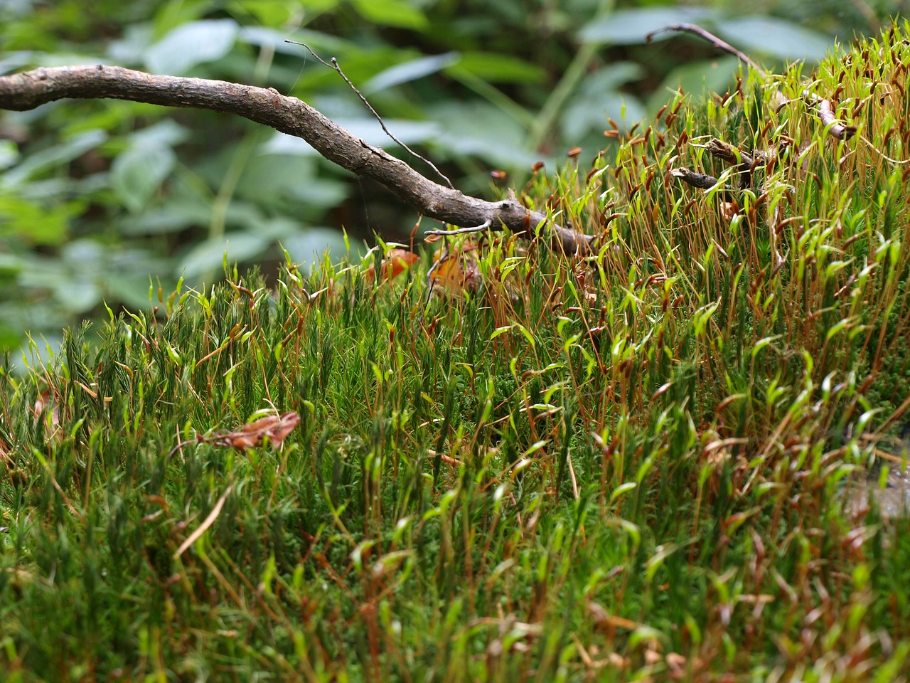 Image - moss branch nature tree forest