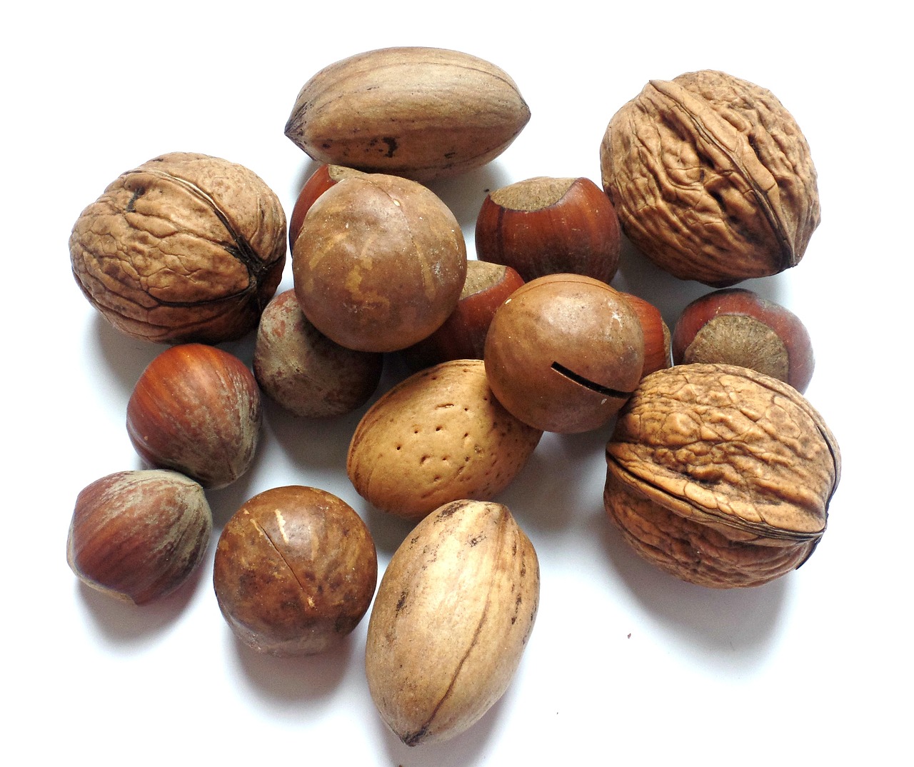 Image - nut walnut brazil nut hazelnut