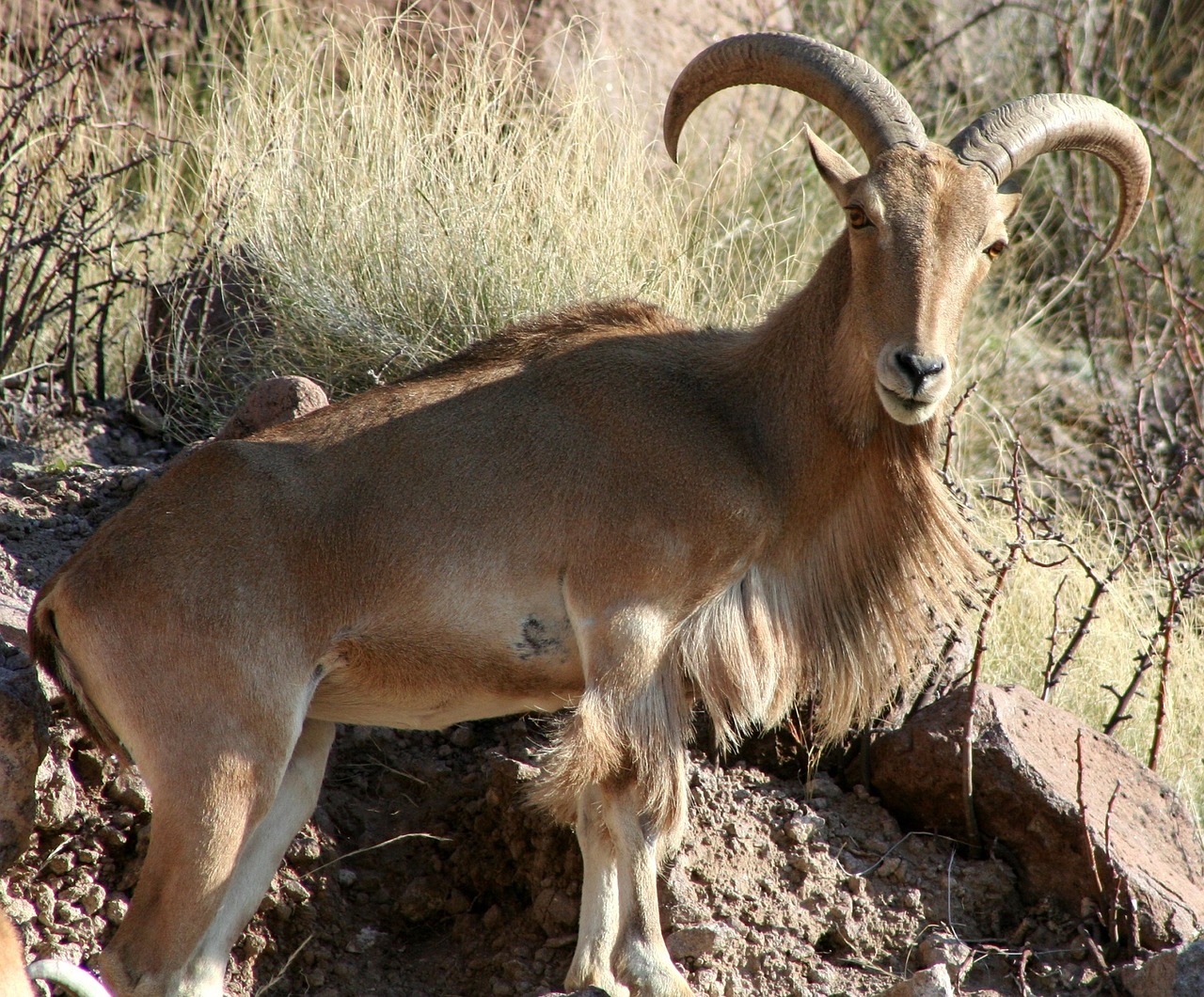 Image - barbary sheep ram looking wildlife