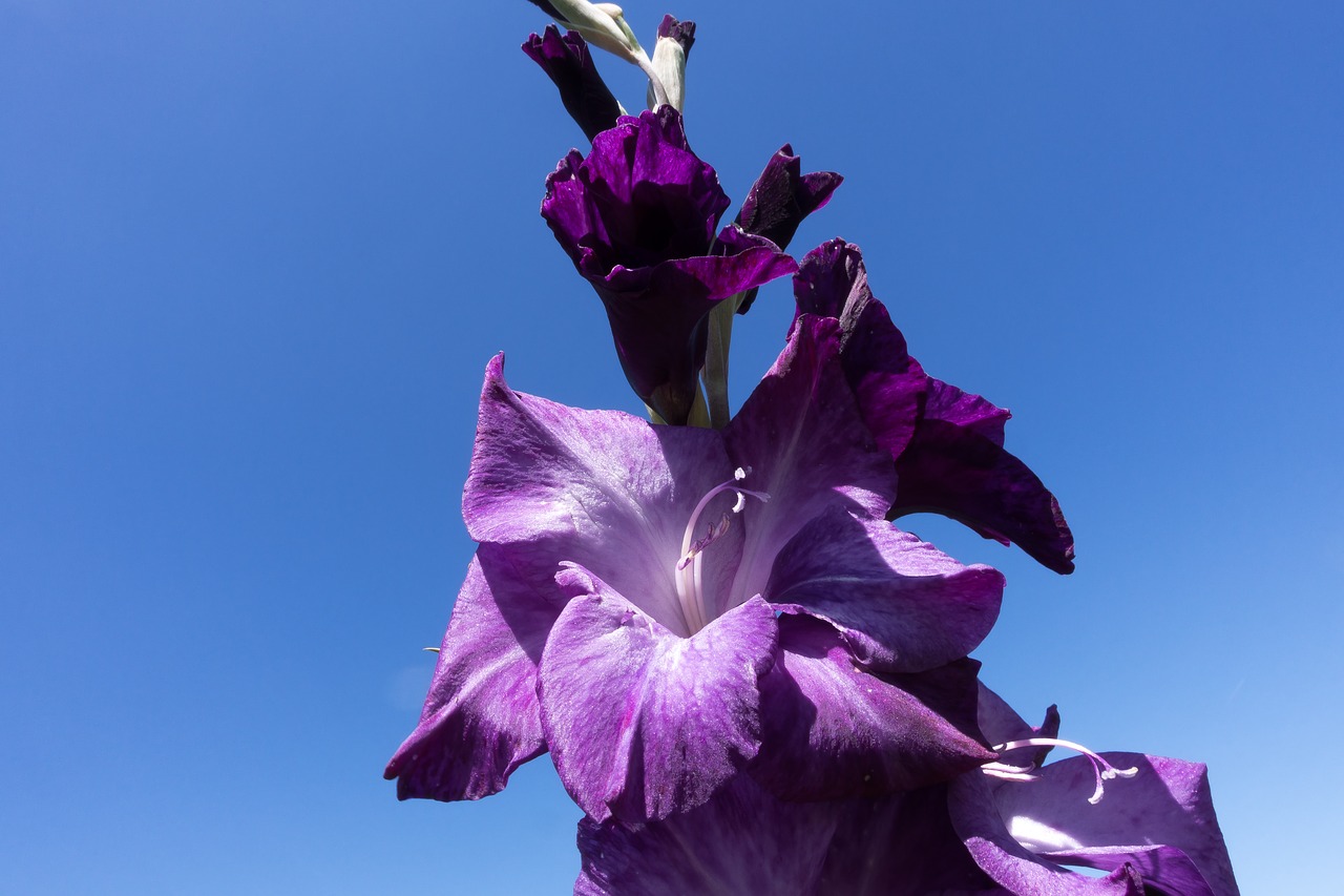Image - gladiolus sword flower