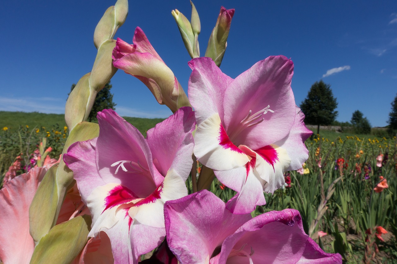 Image - gladiolus sword flower