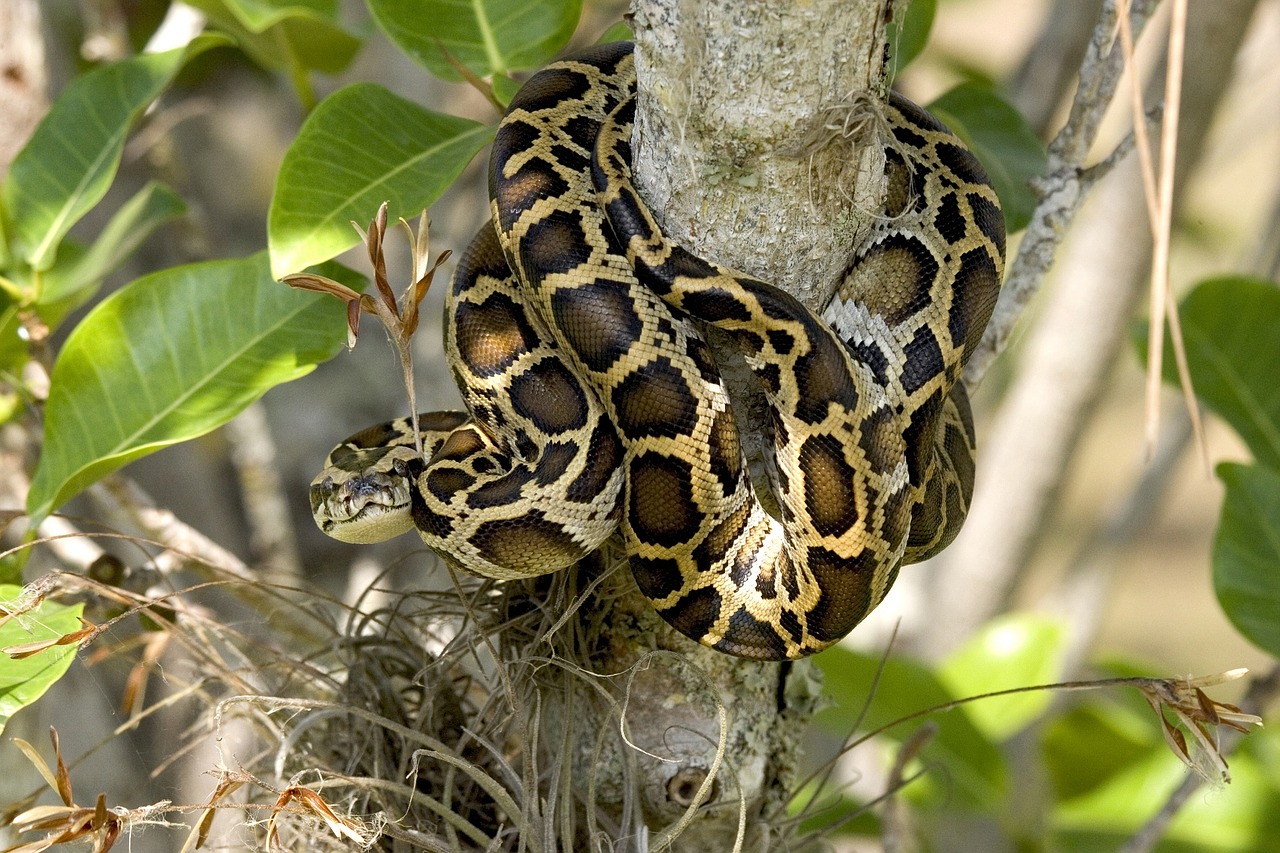 Image - burmese python snake tree coiled