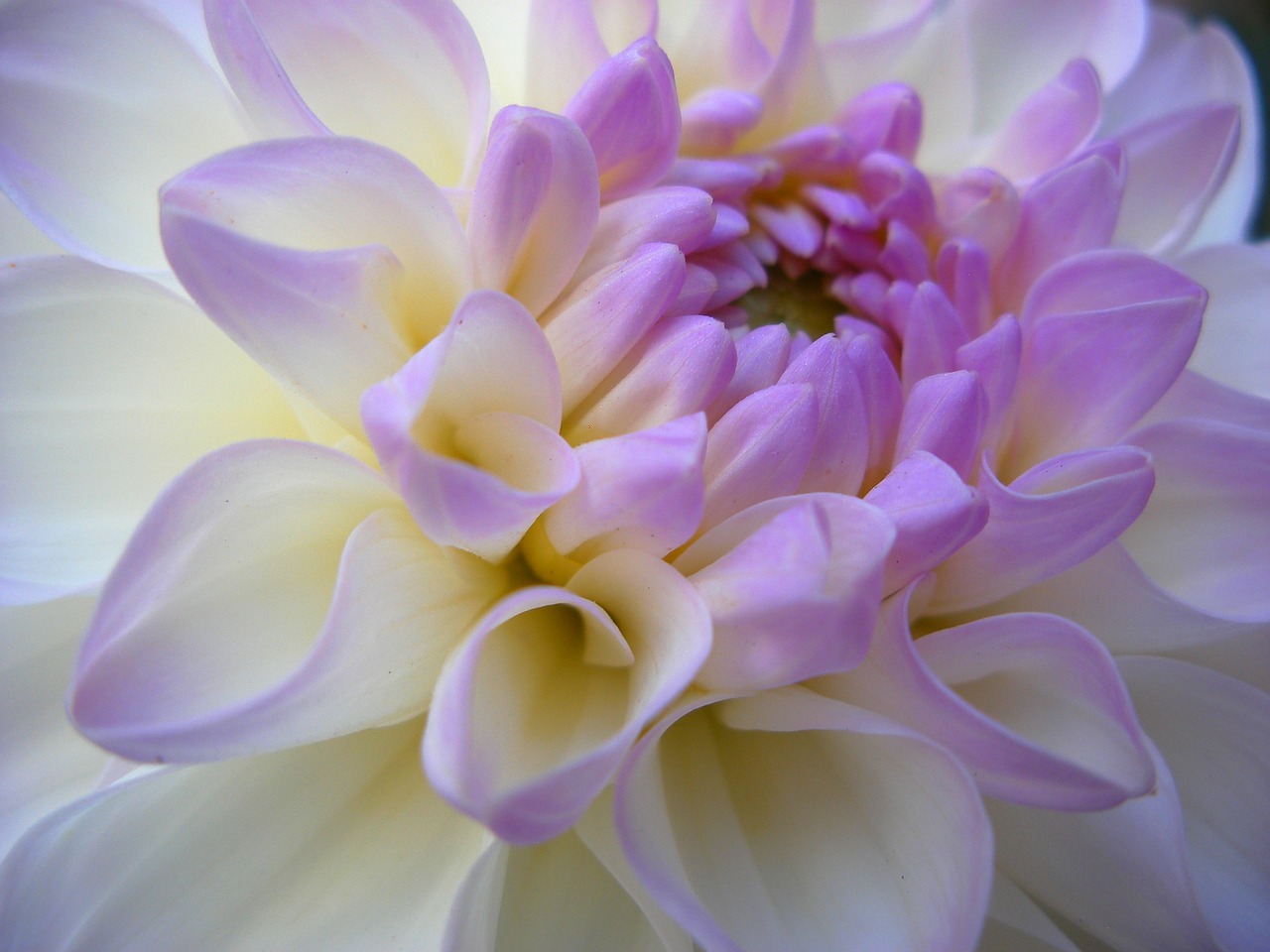 Image - white purple color summer garden