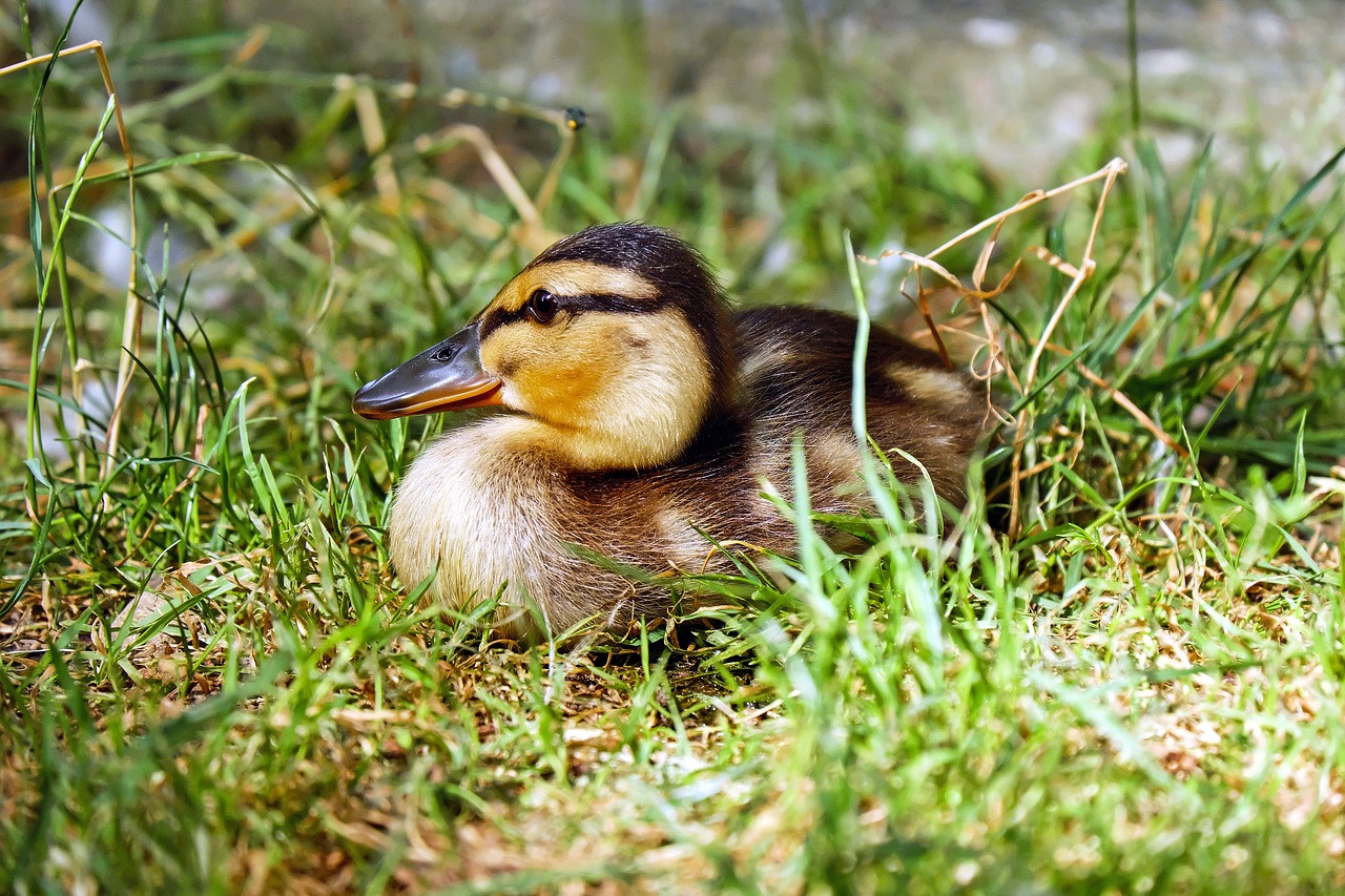 Image - duck chicks animal young animal