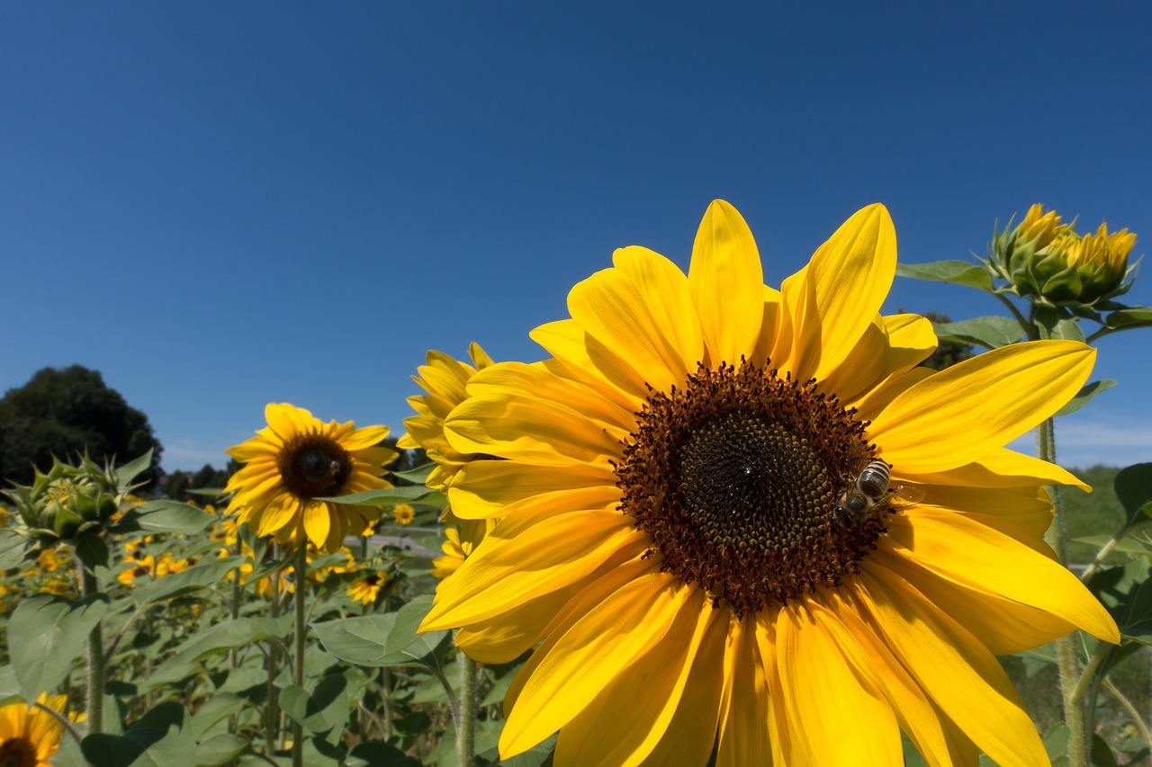 Image - sun flower helianthus annuus flower