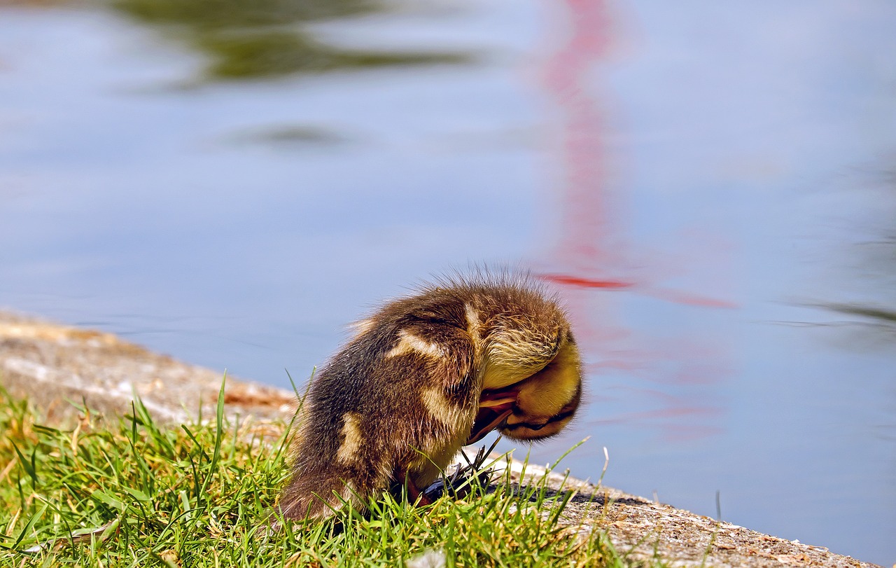 Image - duck chicks young animal clean