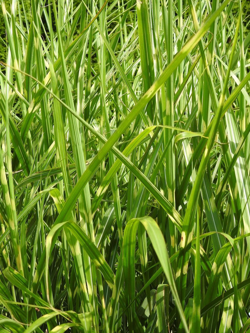 Image - grass zebra grass elephant grass