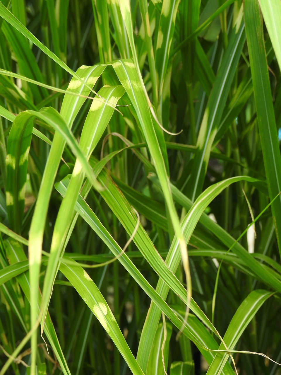 Image - grass zebra grass elephant grass