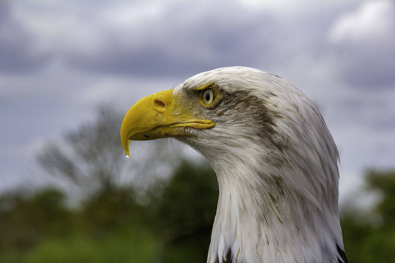 Image - bird feather beak bald eagle