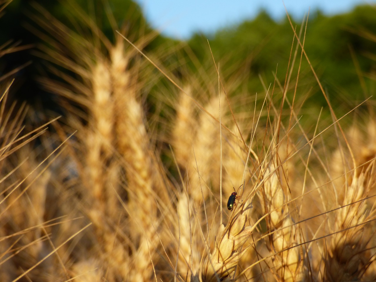 Image - insect beetle cereal durum wheat