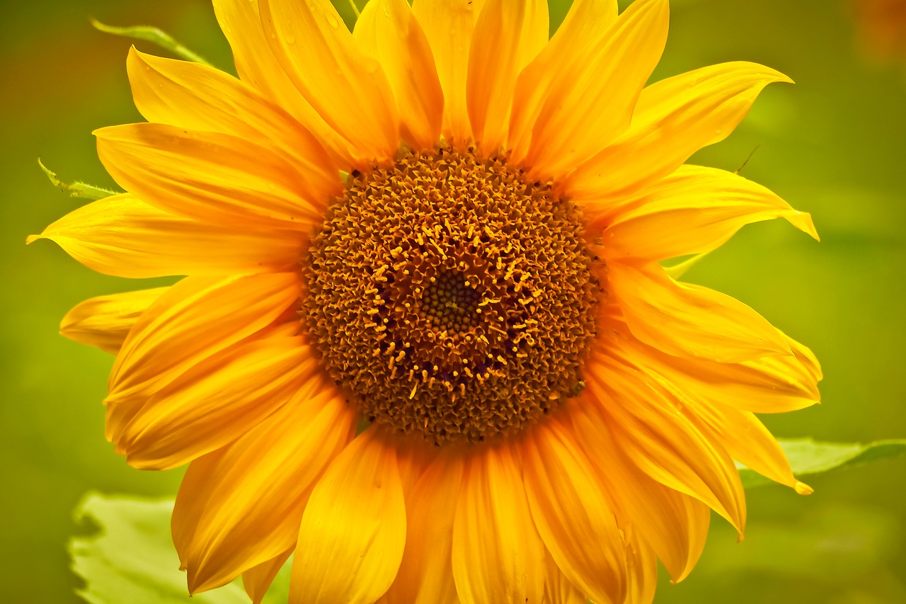 Image - sun flower flower yellow blossom