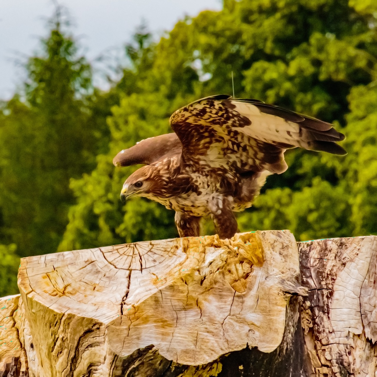 Image - african fish eagle bird of prey