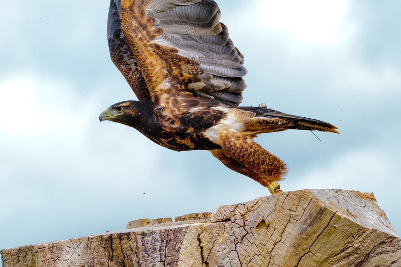 Image - african fish eagle bird of prey
