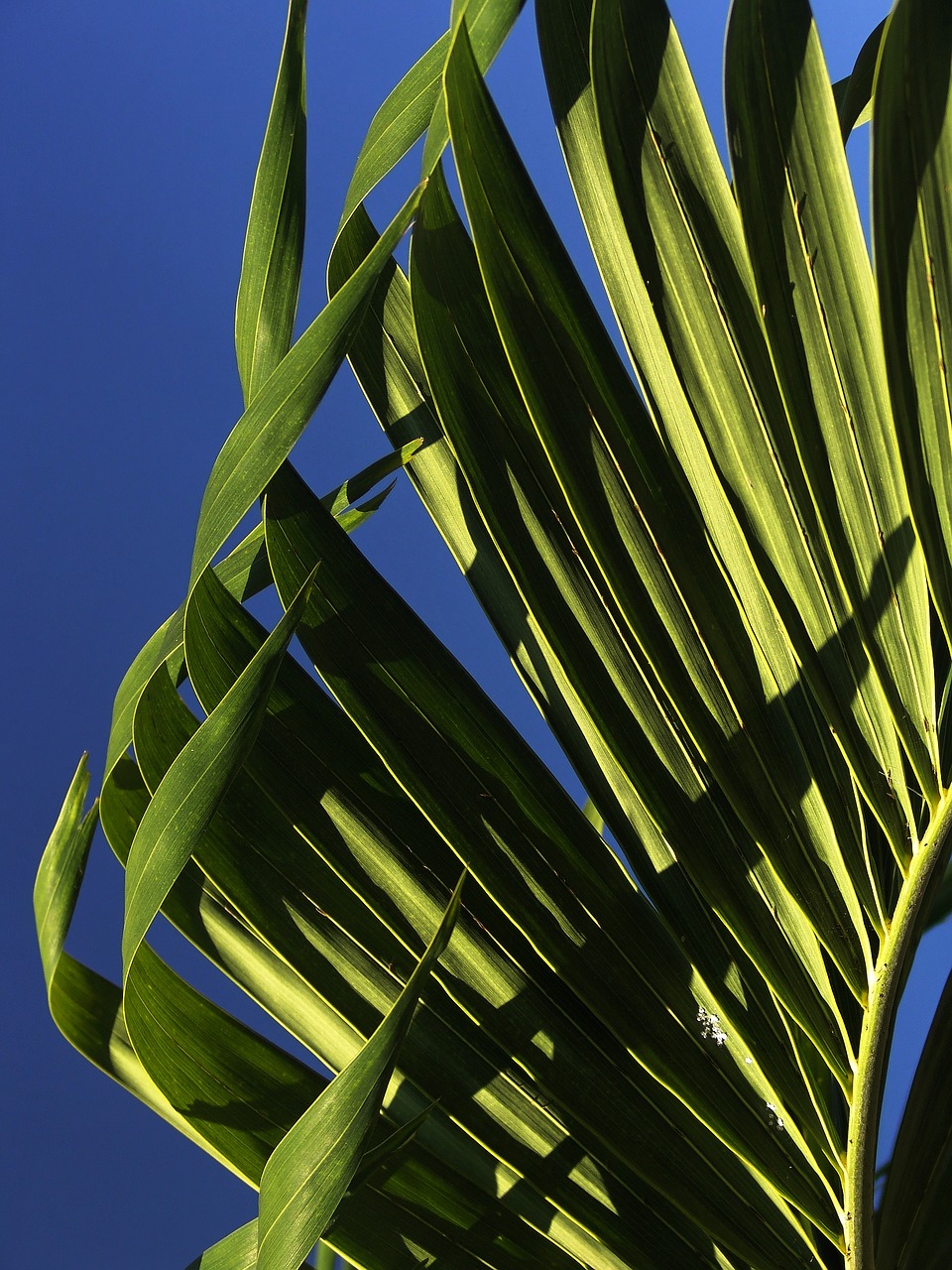 Image - palm leaves young palm tree