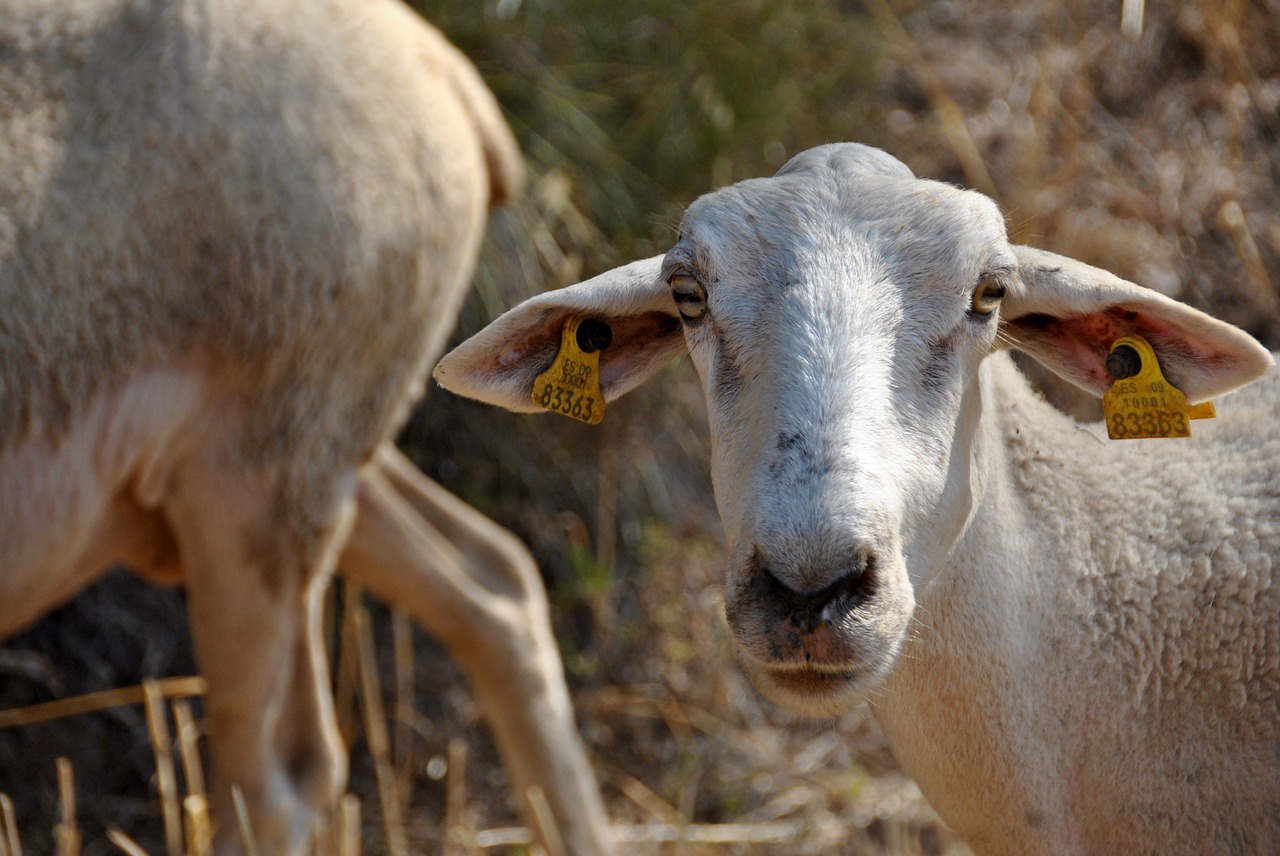 Image - sheep goat nature flock farm