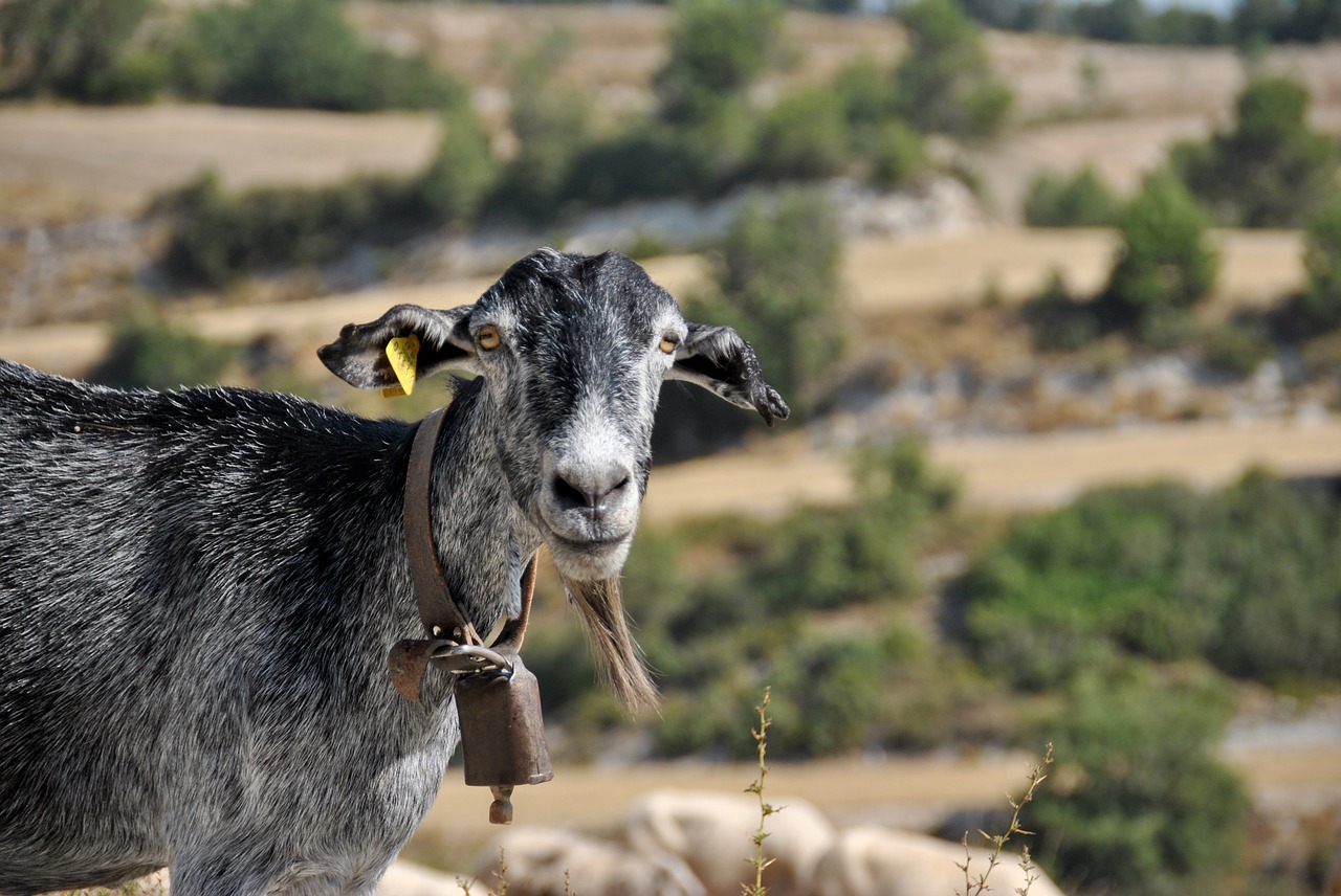 Image - sheep goat nature flock farm