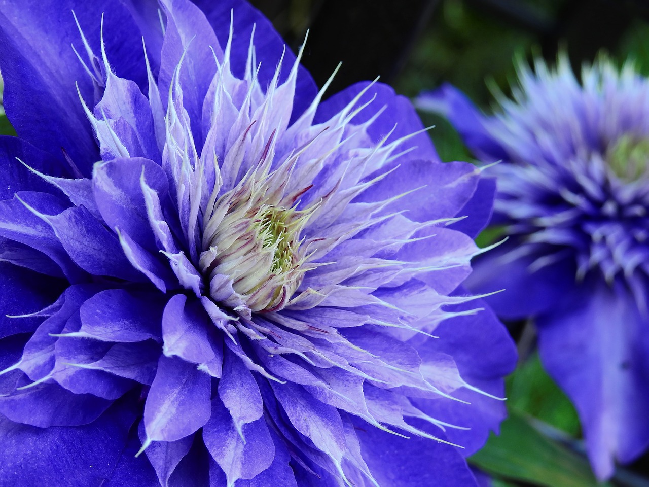 Image - clematis flower blossom bloom