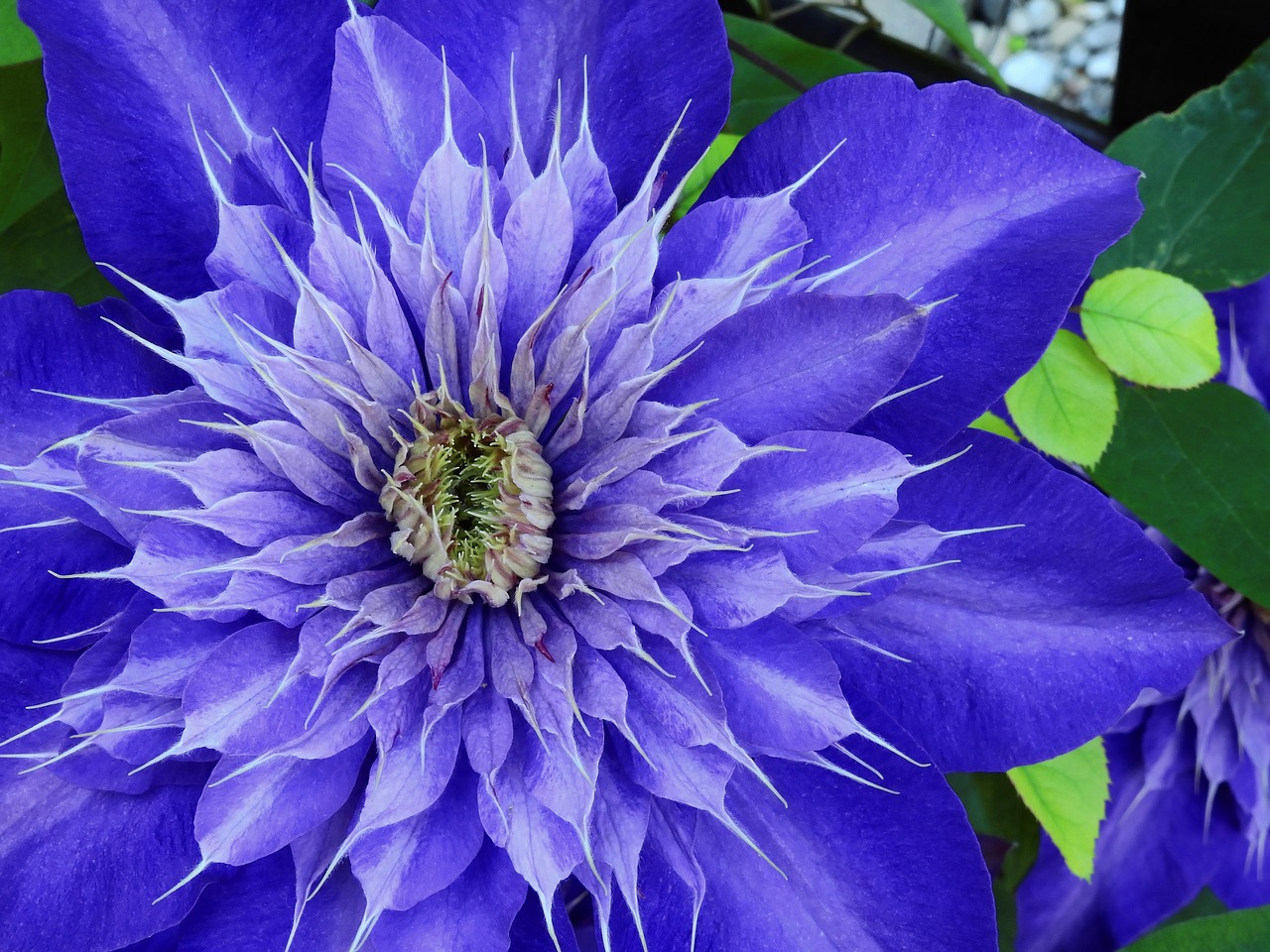 Image - clematis flower blossom bloom