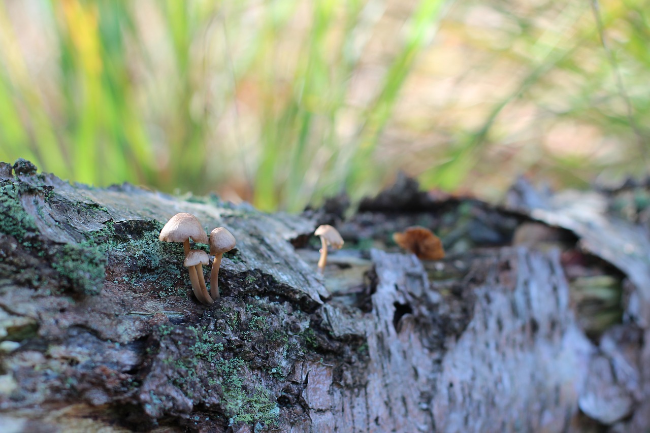 Image - forest floor mushrooms tree fungus