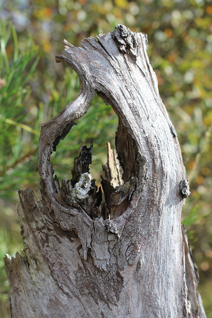 Image - log tree stump tree rest hole
