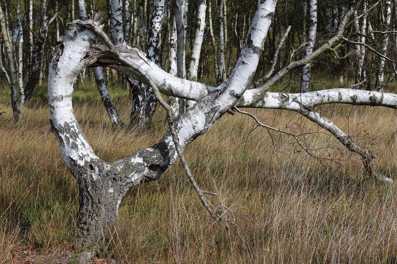 Image - alpha tree bent nature moor