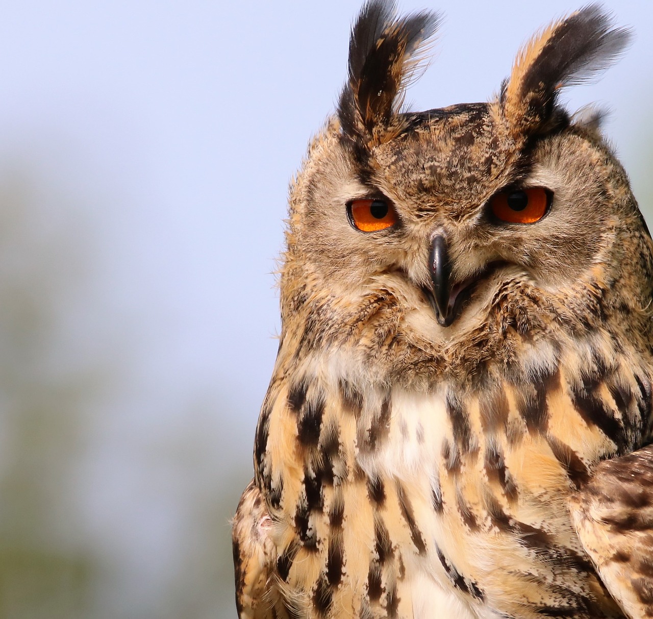 Image - eurasian eagle owl owl bird