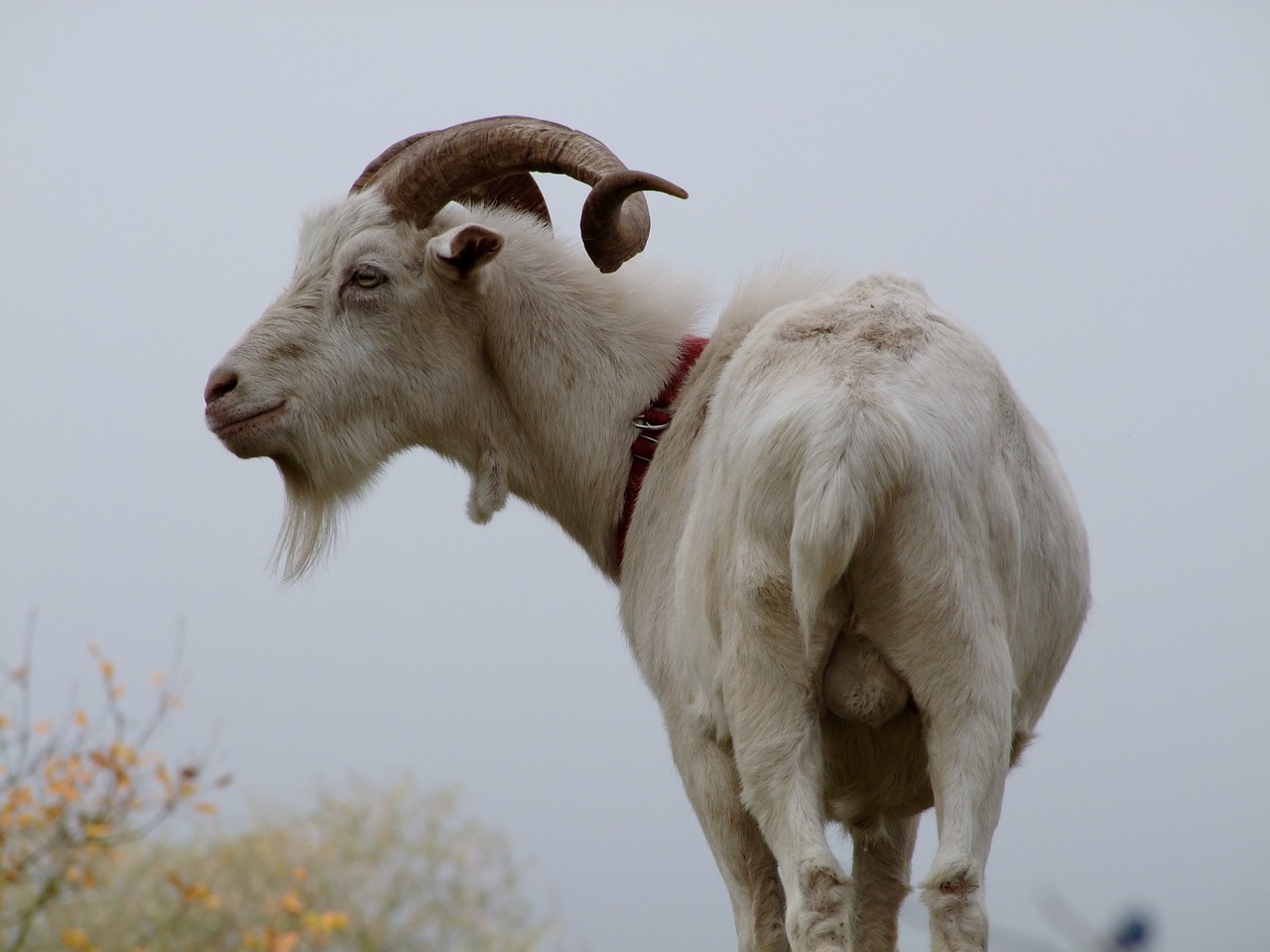 Image - goat billy goat testicles