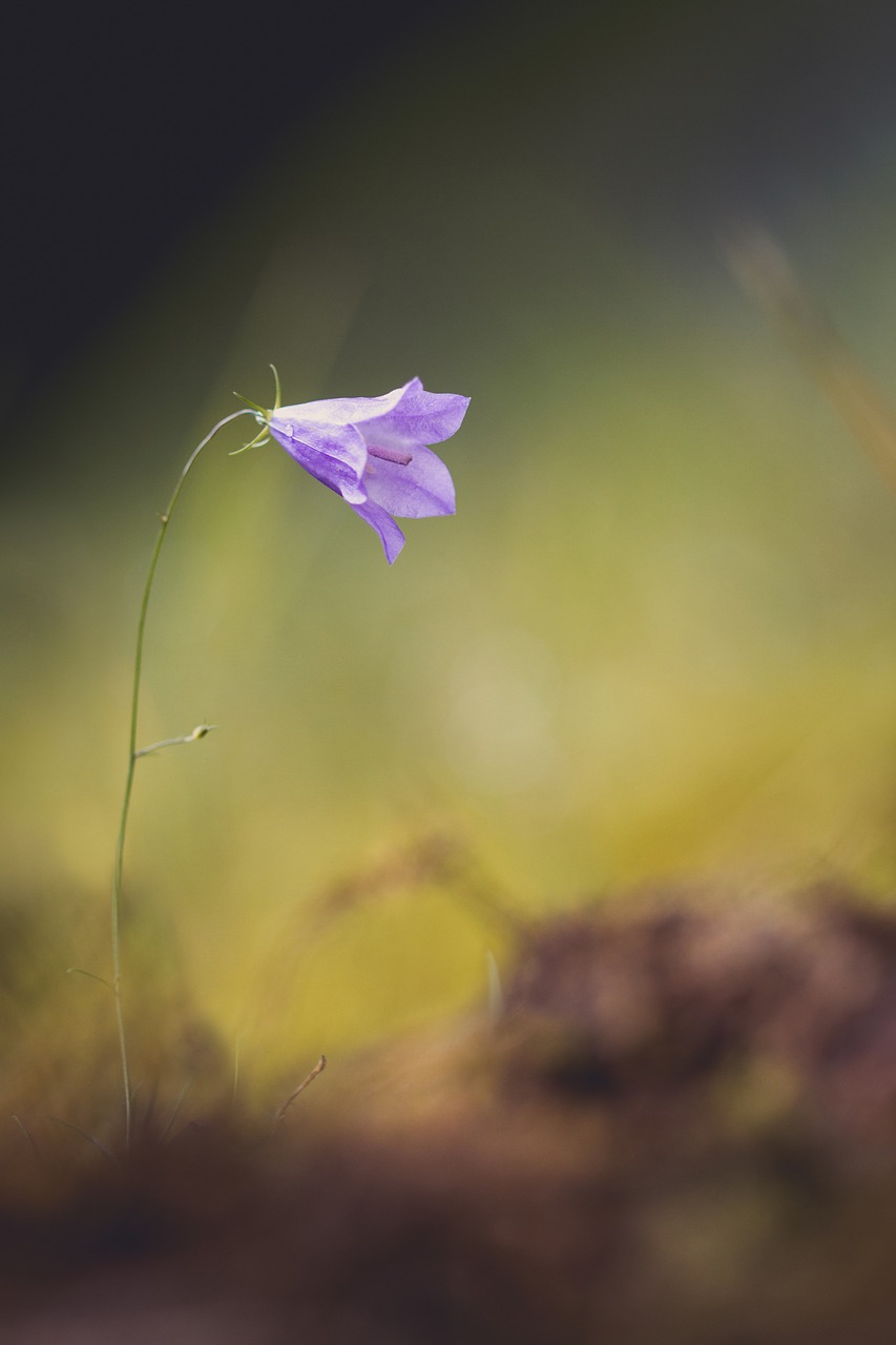 Image - flower nature bellflower spring