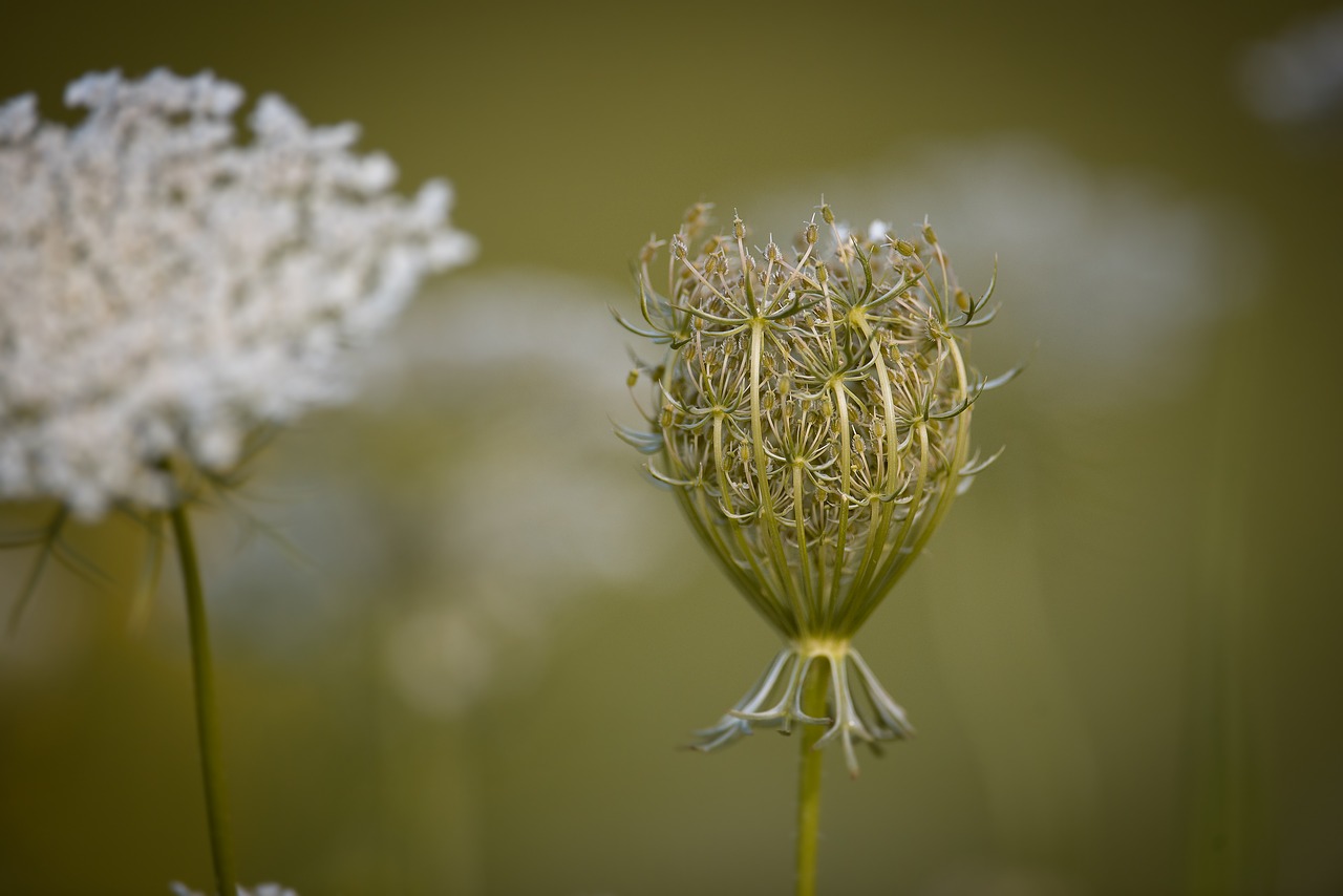 Image - carrot wild carrot plant