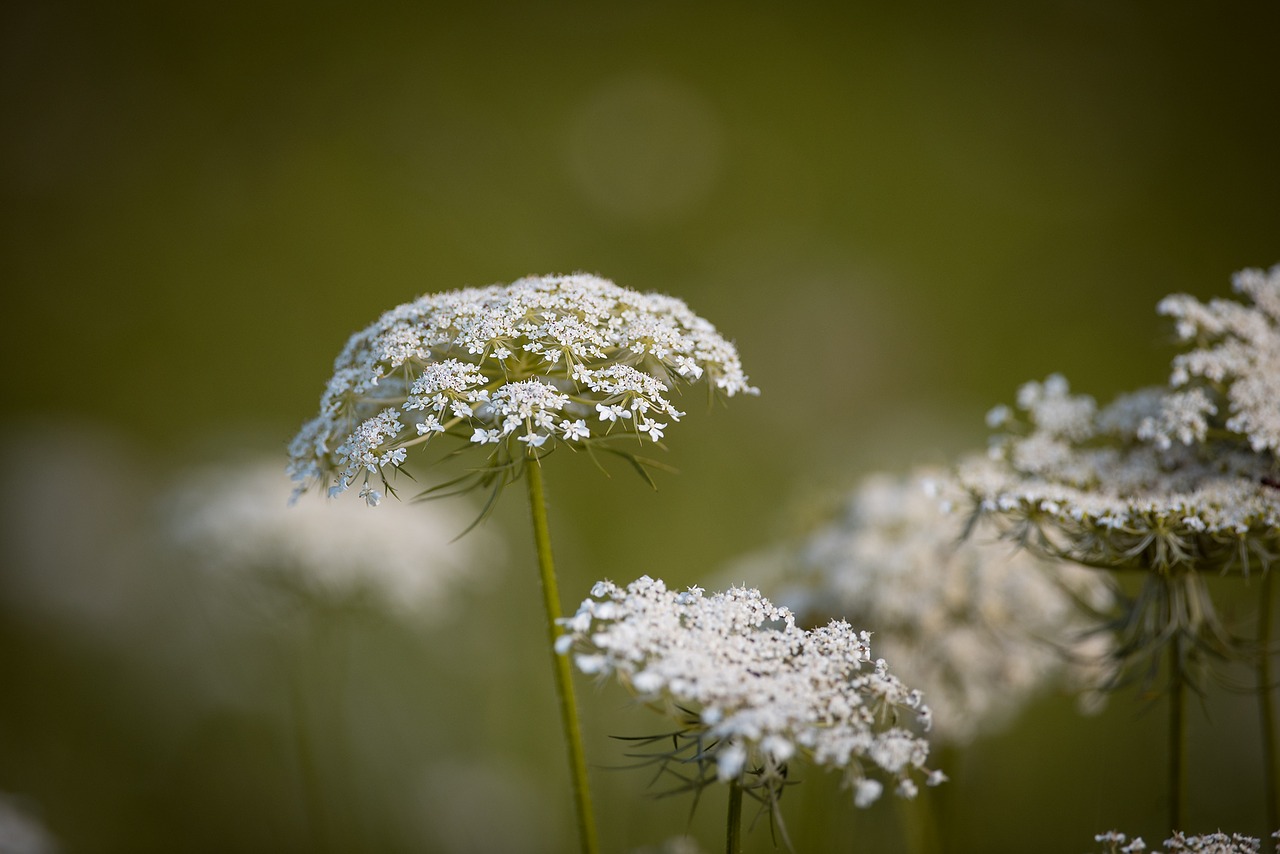 Image - carrot wild carrot plant