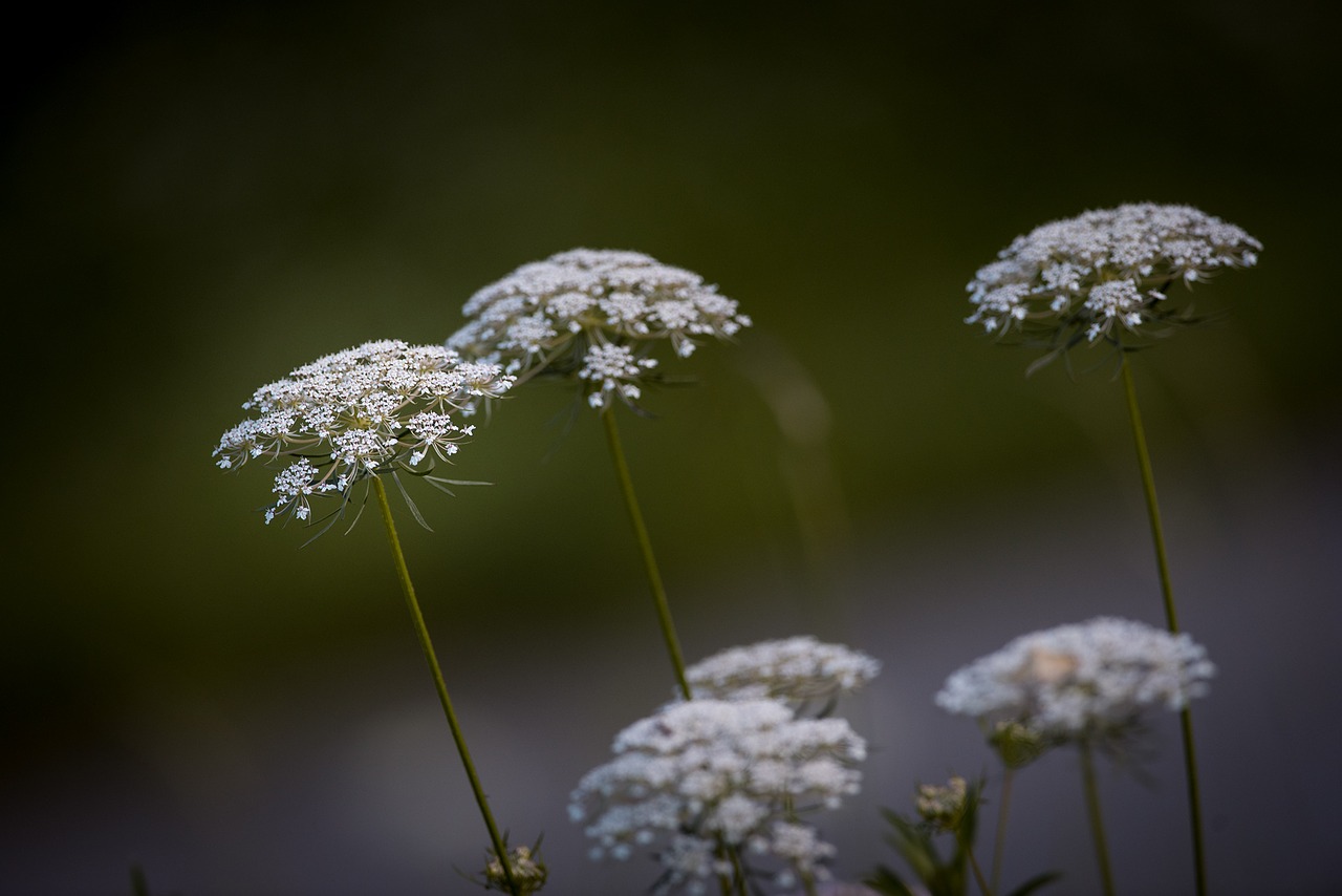 Image - carrot wild carrot plant