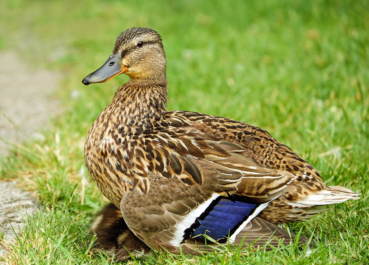 Image - duck animal water bird meadow