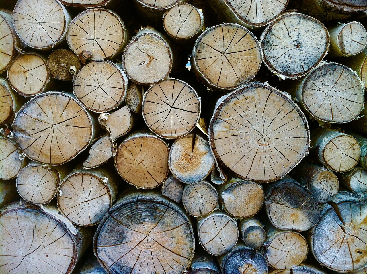 Image - wood tree trunks annual rings