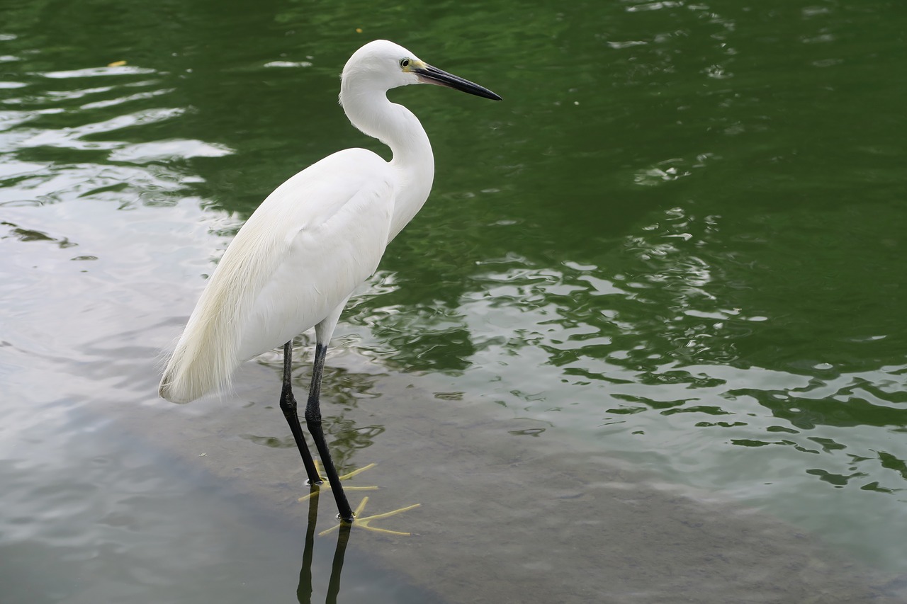 Image - white heron little egret bird