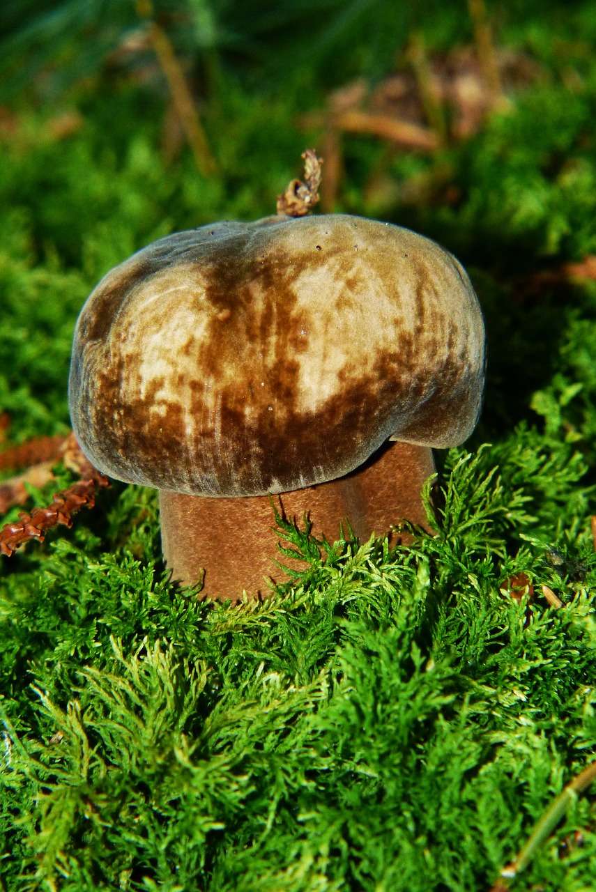Image - porphyrellus porphyrosporus mushroom