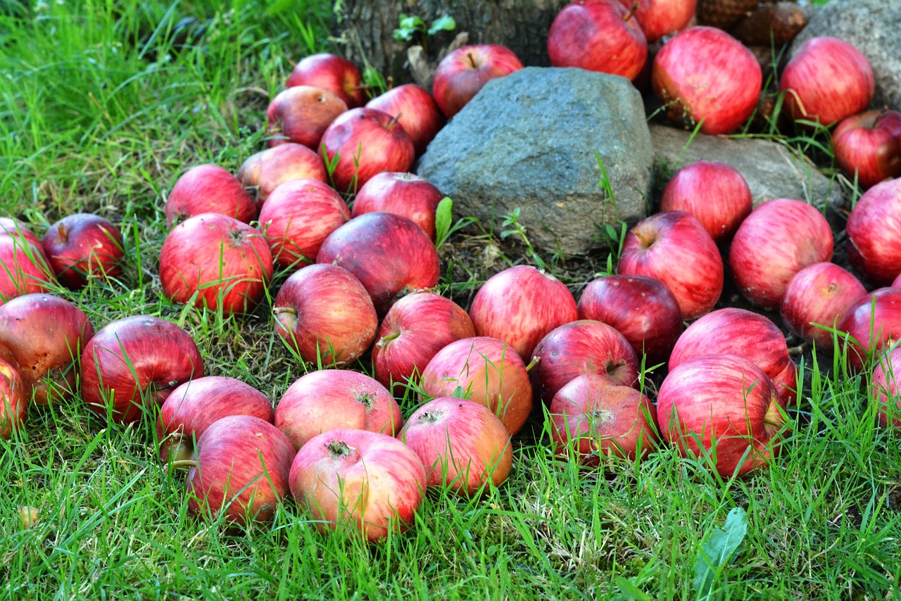 Image - apple apples fruit grass sad
