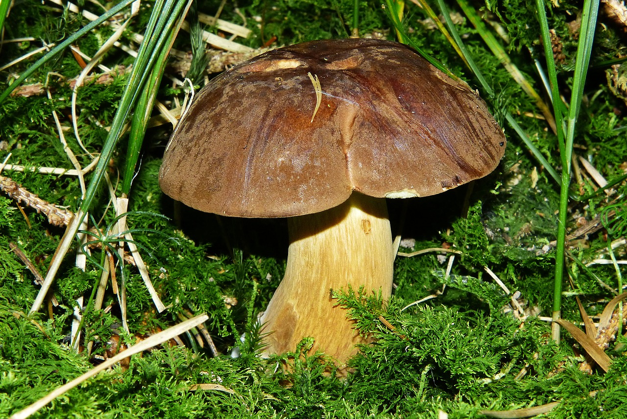 Image - gathering chestnut rac brown hats