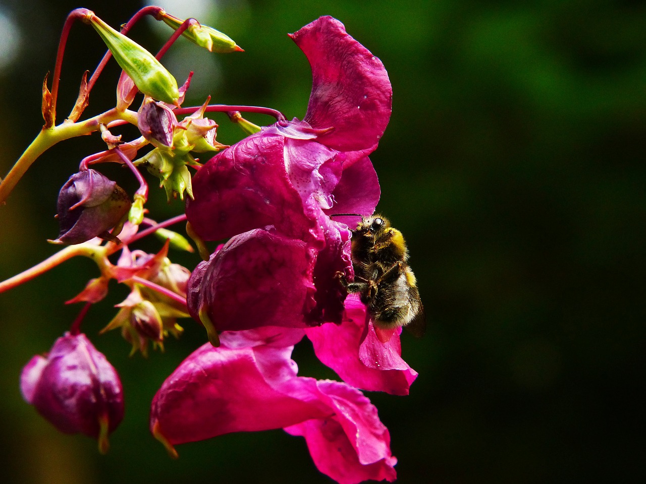 Image - indian springkraut himalayan balsam