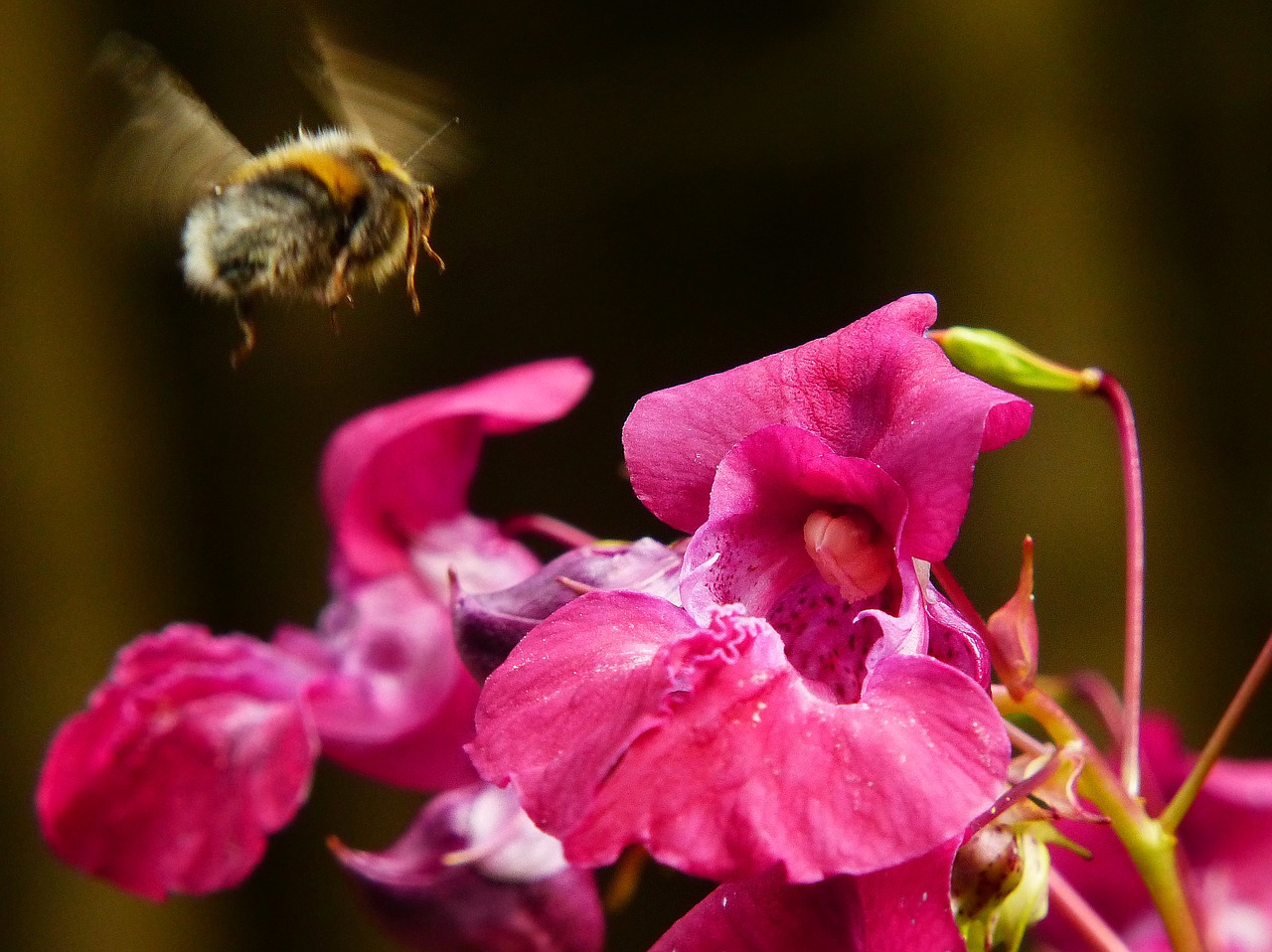 Image - indian springkraut himalayan balsam