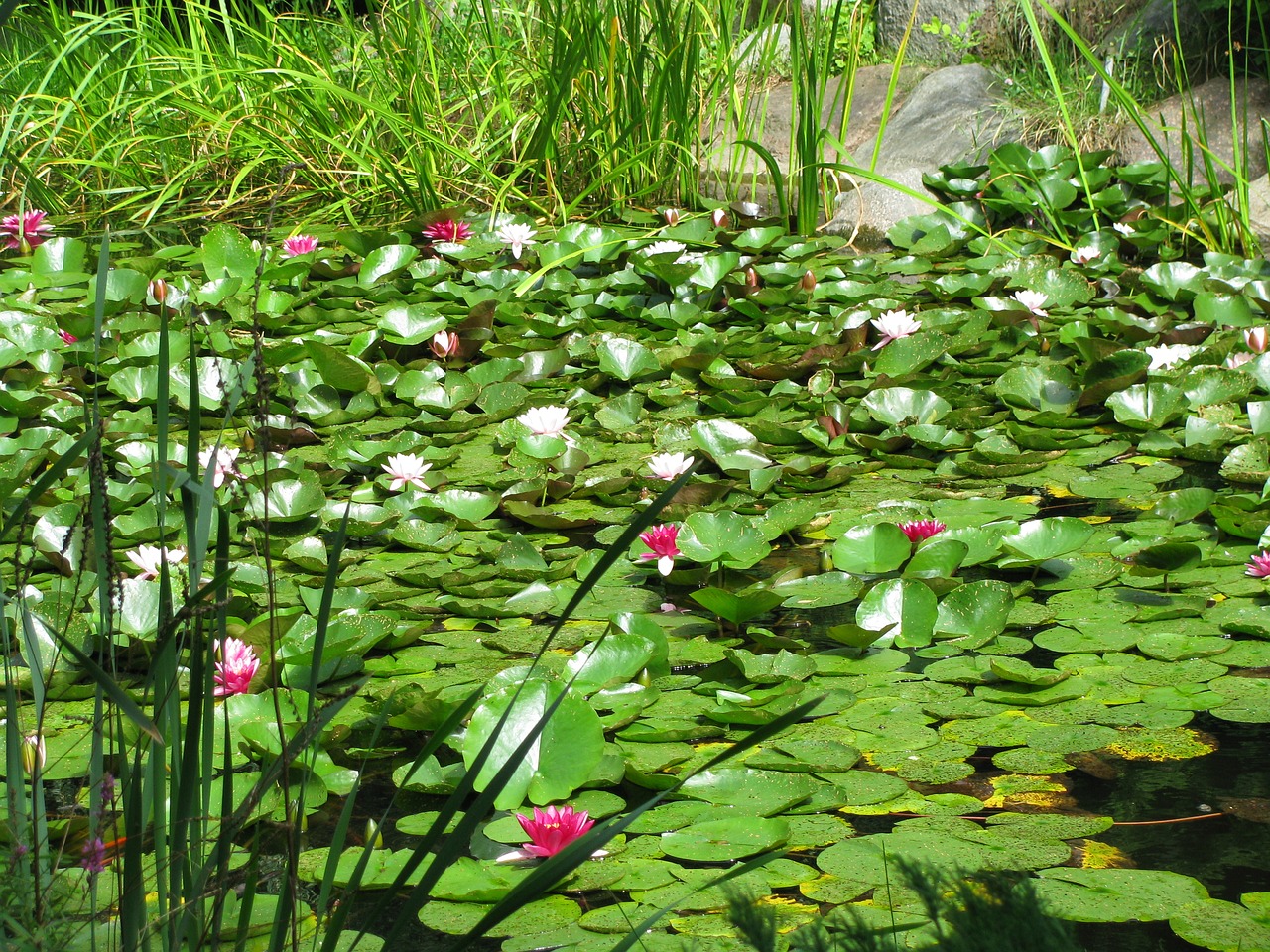 Image - flowers water foliage lichen pond